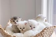 $300 : ZARA kittens for rehoming thumbnail