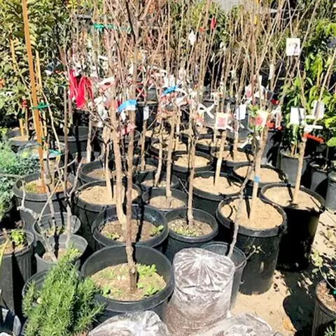 Nueva Esperanza Nursery image 1