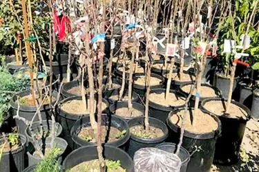 Nueva Esperanza Nursery en Los Angeles