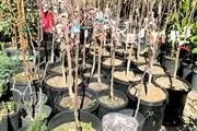 Nueva Esperanza Nursery en Los Angeles