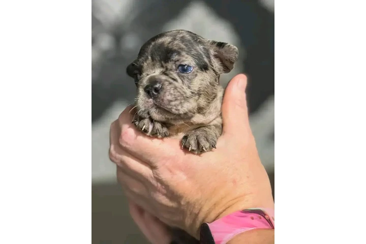 $250 : Adopción de cachorros de bulld image 7