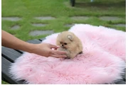 Micro Pomerania en Brownsville