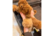 Caniche toy taza de té en Houston