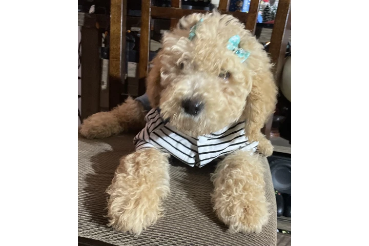 $450 : Standar Golden doodle puppies image 1