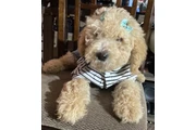 Standar Golden doodle puppies en Los Angeles