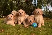 healthy Cavapoo puppies en Madison