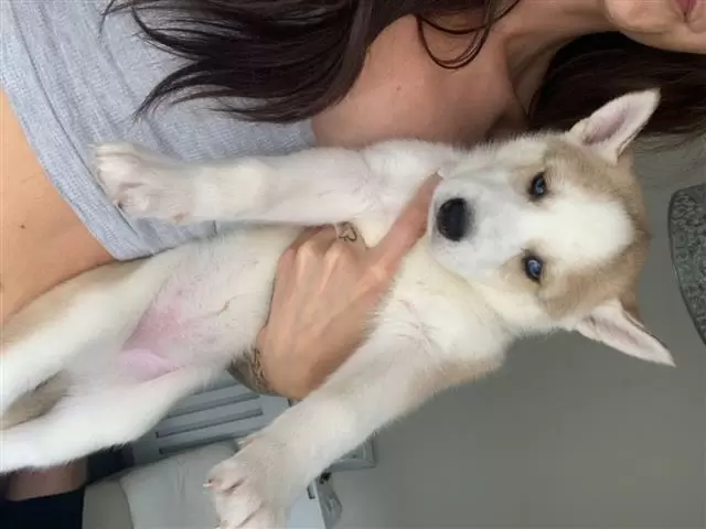 $550 : HUSKY PUPPYS ALL BLUE EYES image 2