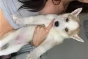 $550 : HUSKY PUPPYS ALL BLUE EYES thumbnail