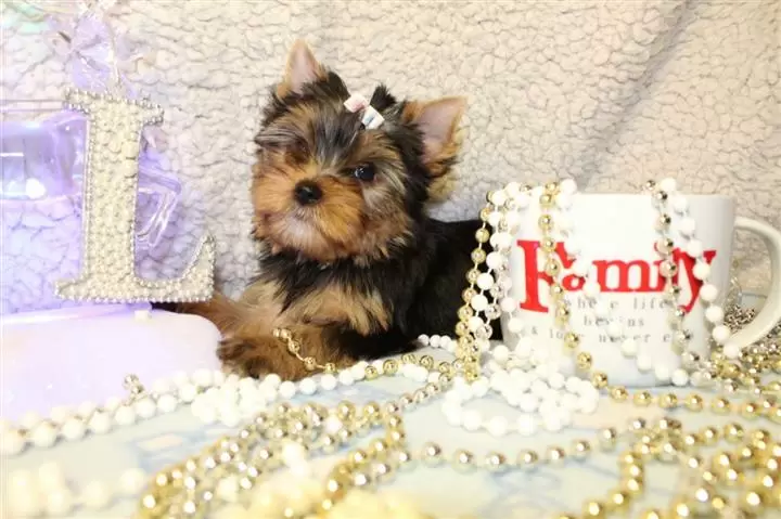 $400 : Adorable Yorkie Puppies, image 1