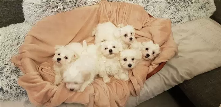 $380 : CUTE MALTESE PUPPIES image 2