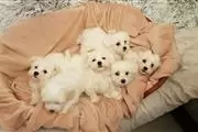 $380 : CUTE MALTESE PUPPIES thumbnail