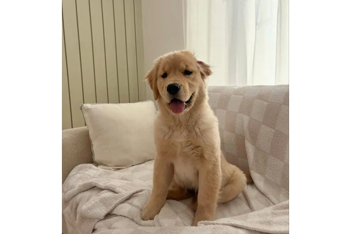 $400 : Labrador retrievers disponible image 1