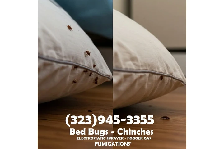 Bed Bugs-Chinches Fumigaciónes image 3