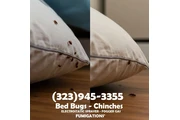 Bed Bugs-Chinches Fumigaciónes thumbnail
