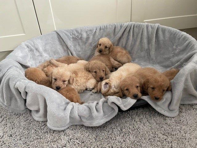 $500 : Labrador puppies for sale image 1