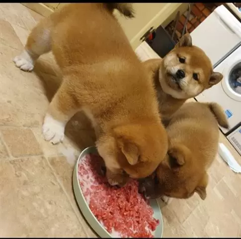 $350 : Cachorros Shiba Inu disponible image 1