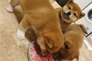 Cachorros Shiba Inu disponible en Portland ME
