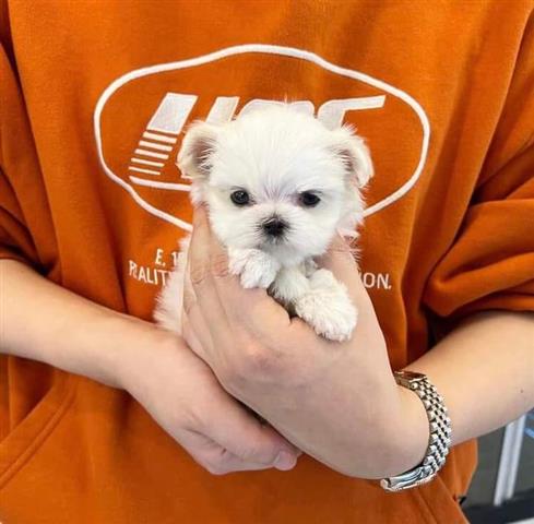 $600 : female Teacup puppy image 1