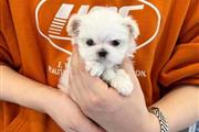 $600 : female Teacup puppy thumbnail