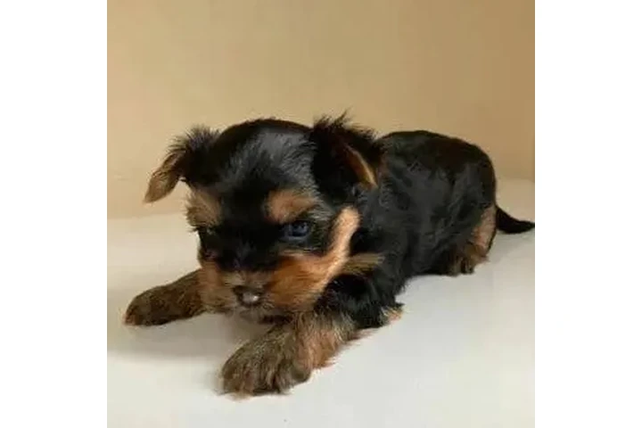 Teacup & Toy Yorkie Puppies image 1
