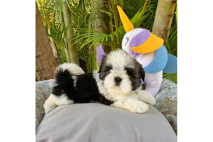 $350 : Shih Tzu taza de té image 3
