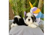 $350 : Shih Tzu taza de té thumbnail