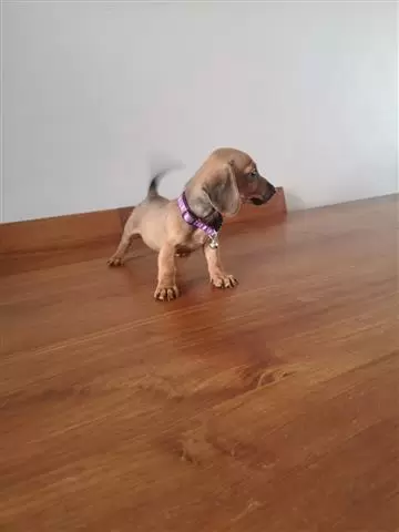$550 : Dachshund Puppies image 2