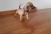$550 : Dachshund Puppies thumbnail