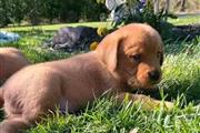 $250 : Labrador Retrievers thumbnail