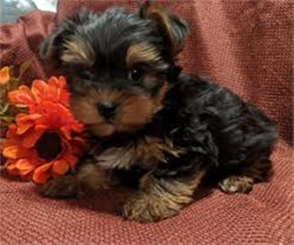$500 : Available Teacup Yorkie puppy image 1