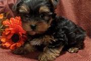 Available Teacup Yorkie puppy