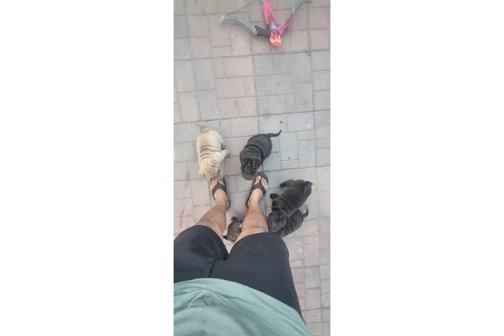 $800 : Shapie chino image 3