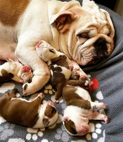 8 week english bulldog/ bloodh image 1