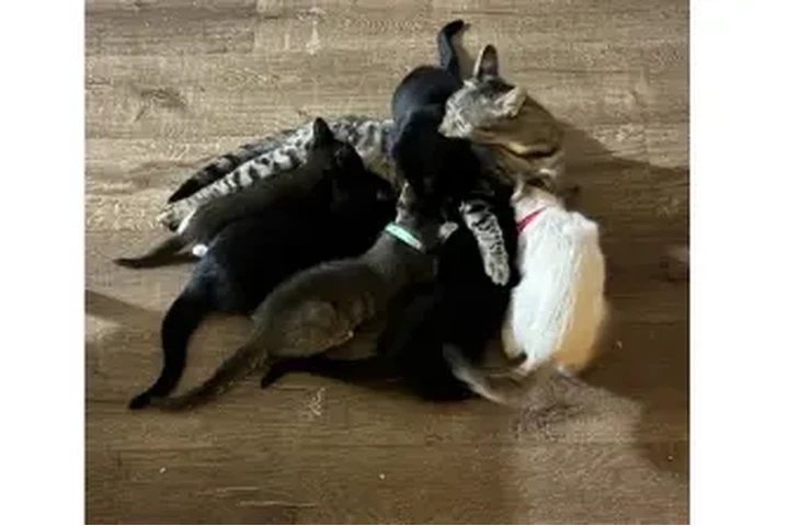 $1 : Gatitos Lindos Para Adoptar image 1