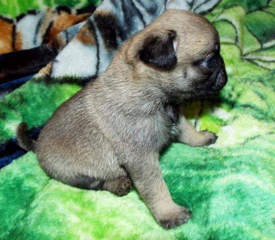 $350 : pug puppies for sale image 2