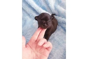 $300 : Cachorros Chihuahua machos thumbnail
