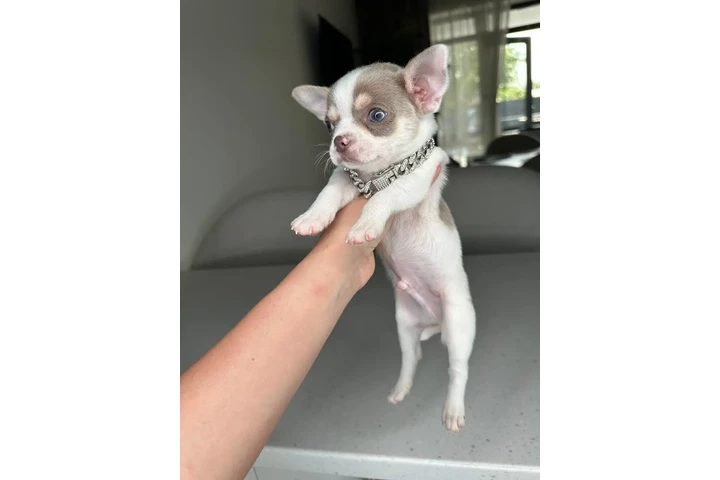 $300 : Teacup Chihuahua puppies image 10