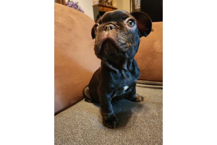 $1500 : French bulldog image 3