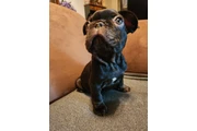 $1500 : French bulldog thumbnail