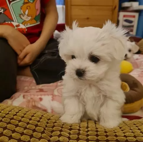 $500 : Maltese puppies for sale image 3