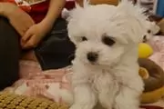 $500 : Maltese puppies for sale thumbnail