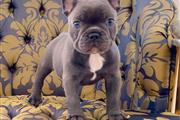 FRENCH BULLDOG PUPPIES en New Orleans