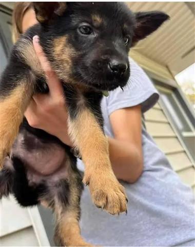 $450 : **German Shepherd** image 1