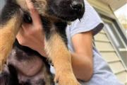 **German Shepherd**