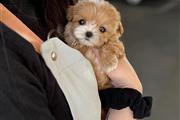 $350 : MALTIPOO EN VENTA thumbnail