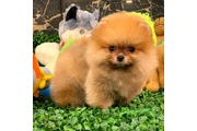 cachorros de Pomerania en Atlanta