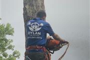 Dylan Tree Services thumbnail 3