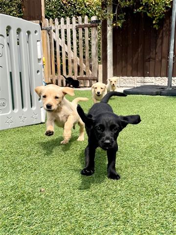 $400 : Labrador Puppies FT image 2