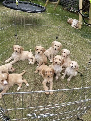 $260 : cachorros cockapoo f1 image 3