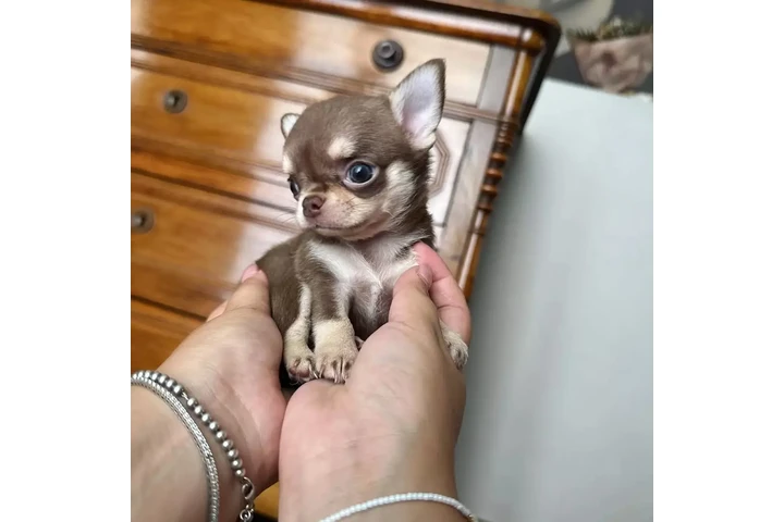 $350 : cachorros chihuahua image 2